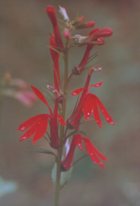 scan0019.tif